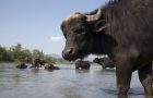 «Май далеко – май добре»: на Docudays UA відбудеться прем’єра документального фільму про німця, який розводить буйволів у Карпатах