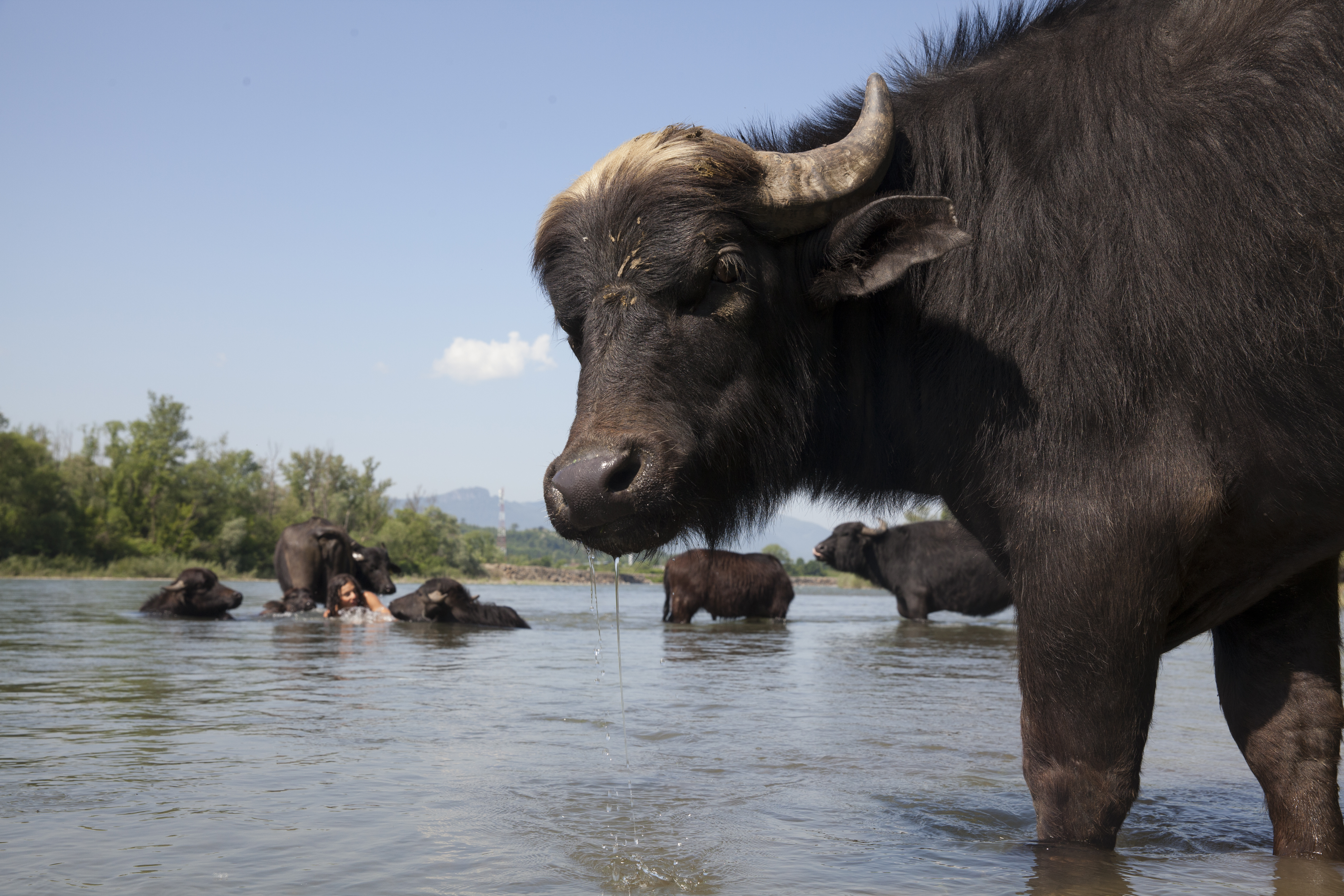 Фільм про німця Мішеля та його карпатських буйволів «Май далеко, май добре» вийшов онлайн