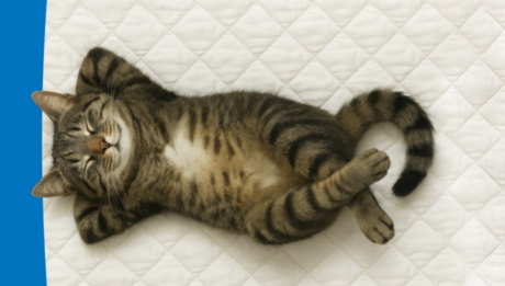 Світ матрасів