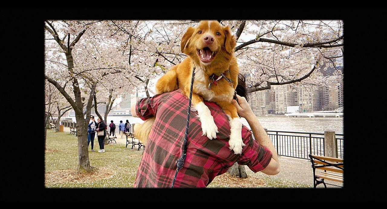 Хороший хлопчик Good Boy  2025