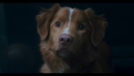 Хороший хлопчик Good Boy