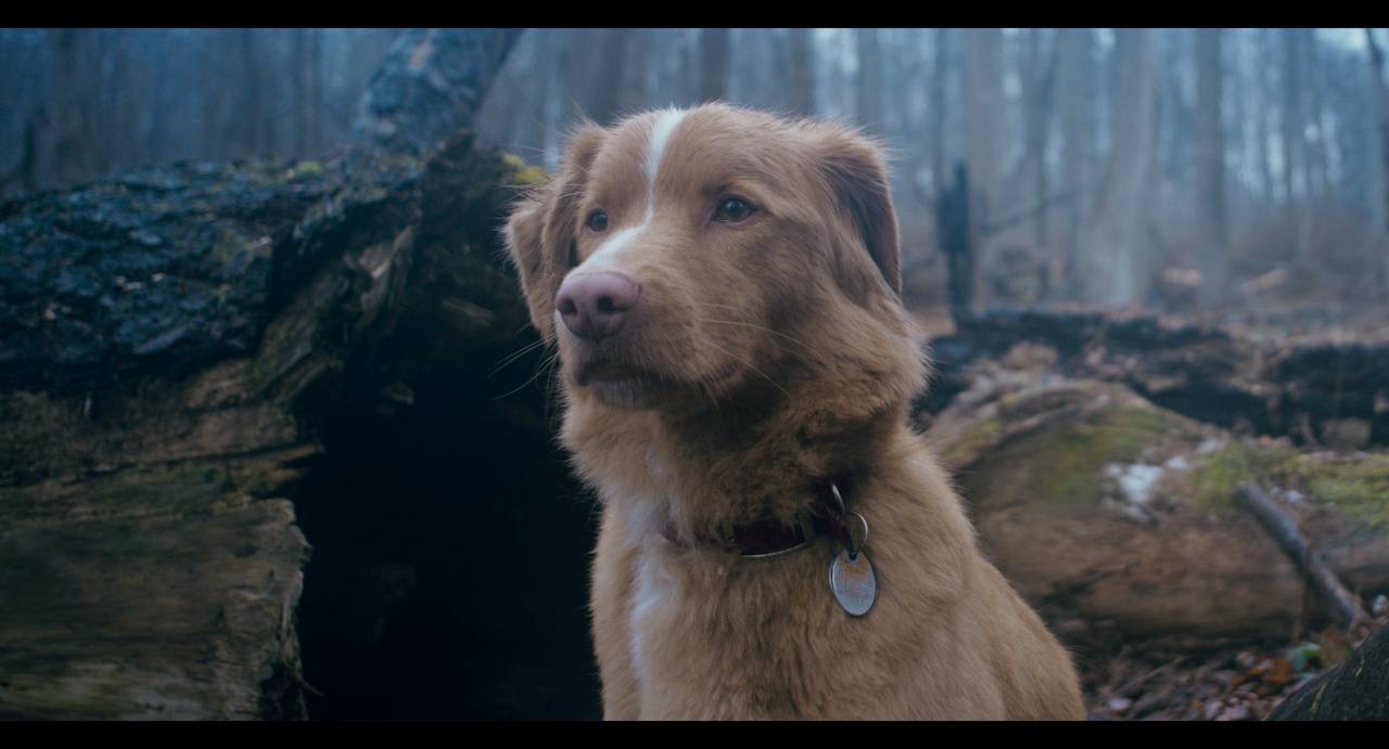 Хороший хлопчик Good Boy 